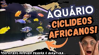 MEU AQUÁRIO DE CICLÍDEOS AFRICANOS DO LAGO MALAWI [upl. by Stringer457]