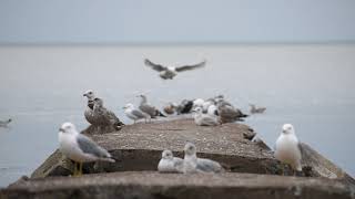 Ringbilled gulls and other water bird friends on rocks at the beach [upl. by Uwton]