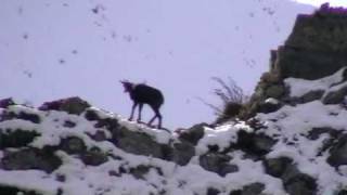 Chasse approche et tir au chamois  HUNTING ALPINE CHAMOIS [upl. by Genia]