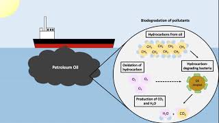 Microbial biodegradation  Wikipedia audio article [upl. by Liederman831]