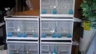 Canary amp Finches Breeding Cage [upl. by Ientirb]