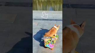 CORGIS SKATEBOARD RUN animal animalshorts funny [upl. by Aseeram]