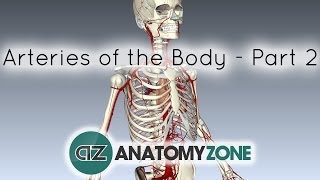 Arteries of the body  PART 2  Anatomy Tutorial [upl. by Golden]