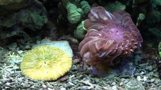 Koralle Fungia und Cynarina im Meerwasseraquarium 1080p HD [upl. by Dias]