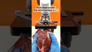 Pork liver under the microscope 🥩🔬amazing facts experiment [upl. by Elak147]