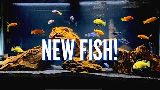 New Fish amp Aquascape for the 75 Gallon Mbuna Cichlid Tank [upl. by Heather]