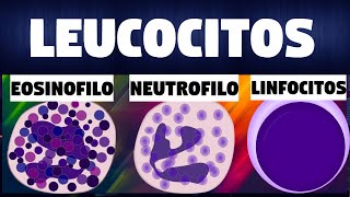 TODO SOBRE los GLOBULOS BLANCOSLEUCOCITOS  Inmunologia [upl. by Ravilob]