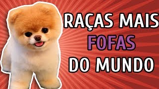 10 RAÇAS DE CACHORRO MAIS FOFAS DO MUNDO [upl. by Sarita994]