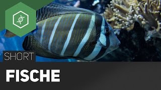 Fische  Wirbeltiere [upl. by Neffirg]