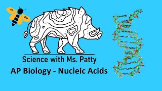 AP Bio  Nucleic Acids Unit 1 [upl. by Spector]