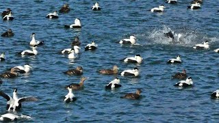 Common Eider ducks courtship Females and males displaying and listen to their Awoo song Scotland [upl. by Kenneth]