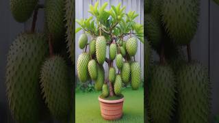 Discover the BEST Soursop Tree Planting Method for MAXIMUM Harvest farming gardening [upl. by Ardnasac]