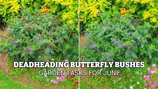 Deadheading Butterfly Bushes  Garden Tasks for June  Zone 9b Summer Garden Maintenance [upl. by Ailime485]