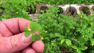 Wild Edibles Wood Sorrel [upl. by Dhar65]