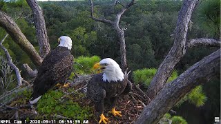 NEFL Cam 2  Live Bald Eagle Cam [upl. by Tigdirb282]