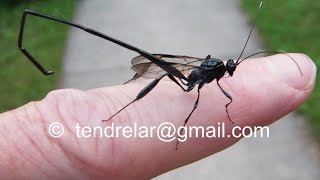 Un insecte à labdomen démesuré  le pélécinide [upl. by German652]