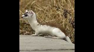 ShortTailed Weasel in Edmonton Backyard [upl. by Ajiam]