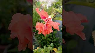 Sahi time par plant pruning result  November terrace Gardening Work Tecoma Alamanda Flower Plant [upl. by Schnabel]