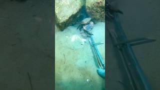 Crabs Heroic Moment Caught on Camera😱crab deepsea sea [upl. by Thurlough462]