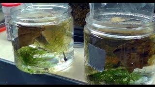 Unboxing of Fine Spot Leucomelas TADPOLES in HD [upl. by Anetta209]