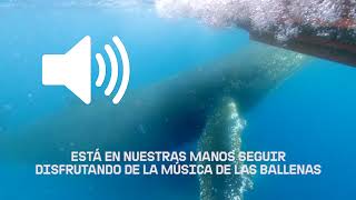 🔊 Activa el audio y disfruta de su canto 🐳 [upl. by Parrnell]