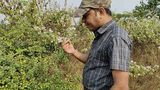 Ziziphus mauritiana Barokoli a medicinal and wild edible fruit plant of Odisha Dr Sanjeet Kumar [upl. by Lew]