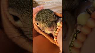 My cat brought the squirrel home as a friend and then squirrel loveanimals shorts [upl. by Orban915]