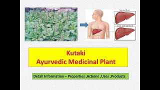 Kutki l Picrorhiza Kurroa l Health Benefits of Kutki l Kutaki  Liver Tonic l Medicinal Plant [upl. by Gnohc815]