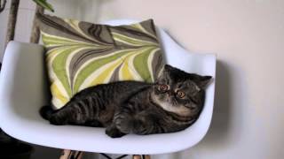 Exotic shorthair playing [upl. by Oiramat]