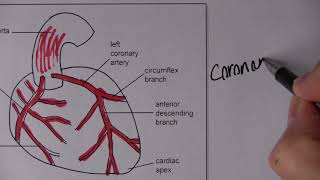 Cardiovascular System 2 Blood circulation with MCQs [upl. by Aveer]