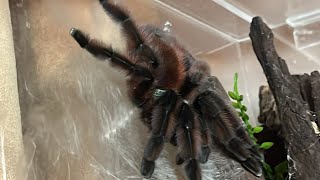 Tarantula room tour Stuart’s Tarantulas part 1 [upl. by Nednerb]