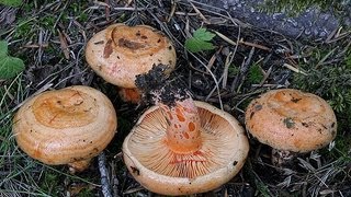 Cueillette Champignons dans le Var [upl. by Kristine]