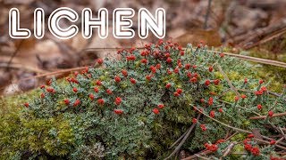 Introduction to Lichen Growth Forms Reproduction and Value [upl. by Persson390]