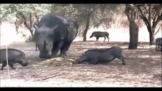 RHINO KILLS WARTHOG IN ONE SECOND [upl. by Ajiak]