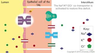 How loop diuretics work [upl. by Moyer]