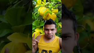 How to grow lemon grow lemon easily lemonCruz0225 [upl. by Annamarie236]