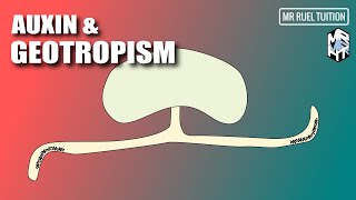 Role of Auxin in Geotropism [upl. by Eonak]