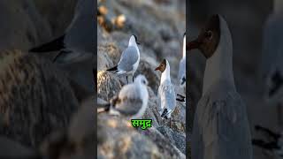 gull bird 2FactFiles in Hindi Hindi facts trending viral [upl. by Tdnarb]