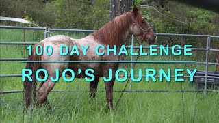 100 Day Mustang Makeover  Rojo’s Journey [upl. by Denie]