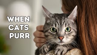 When Cats Purr Unraveling the Mystery of What it Means  Cat Purring Explained [upl. by Ambrose248]