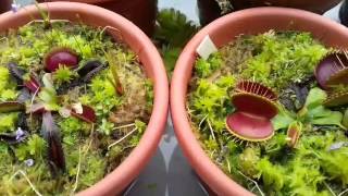 Dionaea Muscipula  como cuidar ou cultivar atualizado para iniciantes [upl. by Ahsemal]