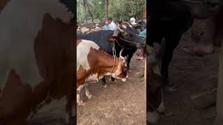 Manjeri cholakkal cattle market cow beefcattle bull beefs buffalo beefcow farming [upl. by Herminia]