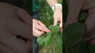 Common Buckthorn  Identification and Impacts [upl. by Quintus]