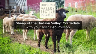 Sheep of the Hudson Valley  Corriedale [upl. by Damas659]