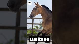 El Lusitano lusitanohorse caballolusitano [upl. by Sowell455]