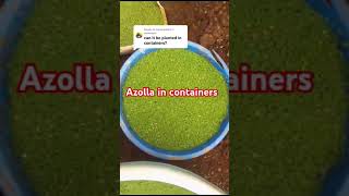 Azolla farming in containers [upl. by Zetneuq194]