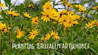 Planting Jerusalem Artichokes Sunchokes [upl. by Akeme]