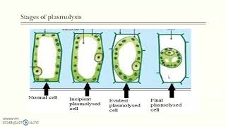 Plasmolysis amp Imbibition [upl. by Atinahc849]