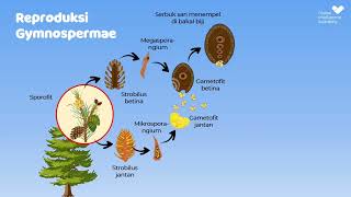 Reproduksi Tumbuhan Gymnospermae [upl. by Ymrots]