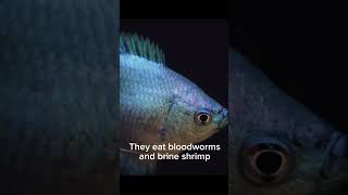 Why dwarf gourami are the best centerpiece fish for 10 gallon tank aquariumfish gourami shorts [upl. by Auqeenwahs]